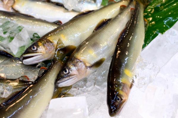 �V�R���i�A���j�@�V��������s�O�ʐ�Y