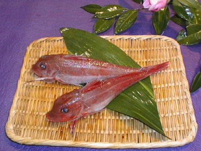 �����i�J�i�K�V���j�̈�銱�i����j