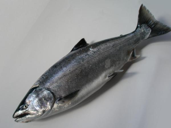 �T�N���}�X�i�{���j