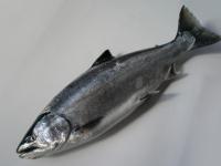 �T�N���}�X�����2.5