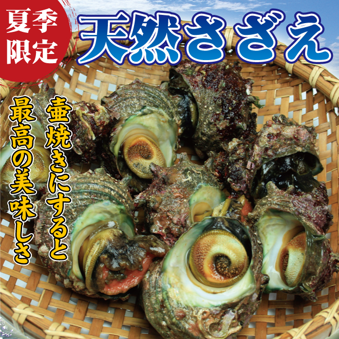 さざえ
