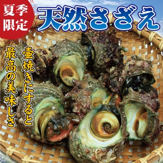 生さざえ