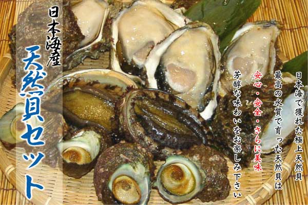 貝セット