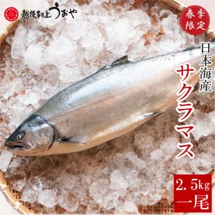 サクラマス（本鱒）一尾