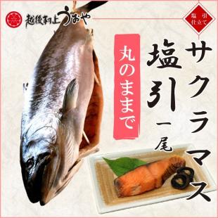 サクラマス（本鱒）塩引一尾